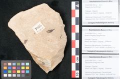 Foto (Objekt + Etikett) von Sequoia tournalii Brongn. (NHMW-GEO-2024-0188-7935a)